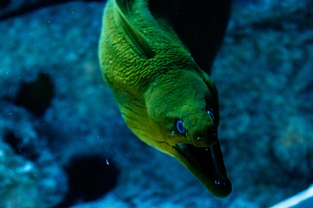 Ryba Zielony Hymnothorax Gymnothorax funebris