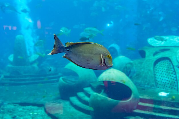 Ryba żółtopłetwa (acanthurus Xanthopterus) Lub żółtopłetwa (acanthurus Dussumieri) W Akwarium Atlantis, Miasto Sanya, Wyspa Hainan, Chiny.