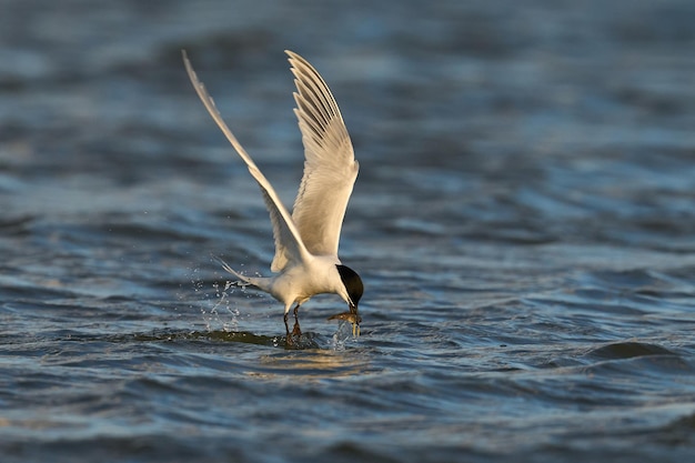 Rybitwa czubata Thalasseus sandvicensis