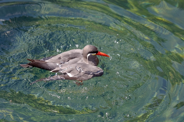 Rybitwa Inka (larosterna Inca)