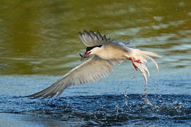 Rybitwa rzeczna sterna hirundo