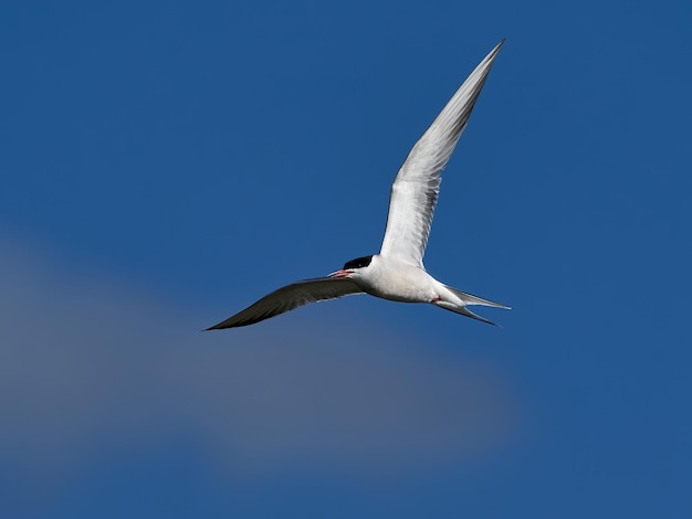 Rybitwa rzeczna sterna hirundo