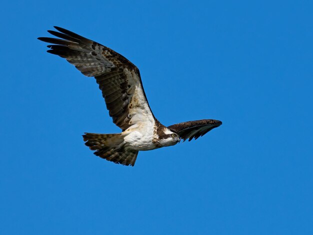 Rybołow Pandion haliaetus