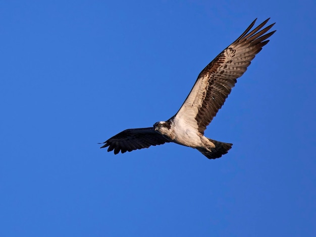 Zdjęcie rybołow pandion haliaetus