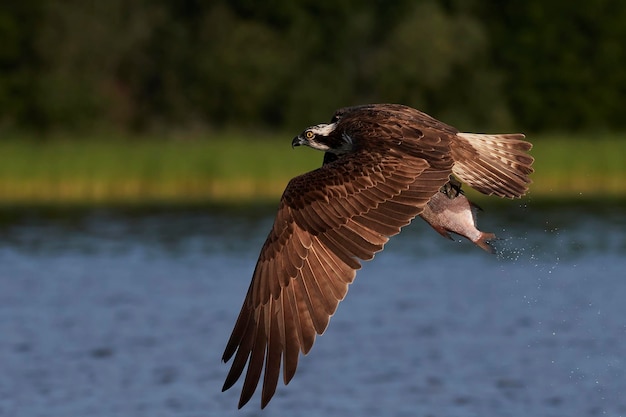 Zdjęcie rybołow pandion haliaetus