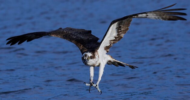 Zdjęcie rybołow pandion haliaetus