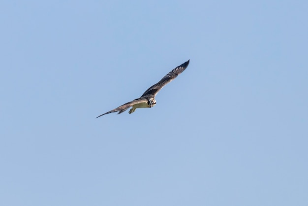 Rybołów w locie (Pandion haliaetus)