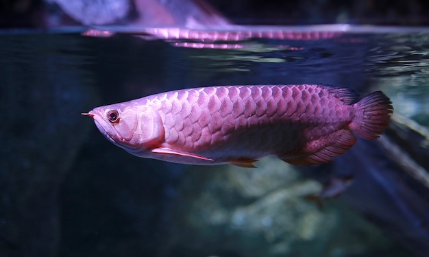 Zdjęcie ryby arowana pływanie w wodzie w akwarium.