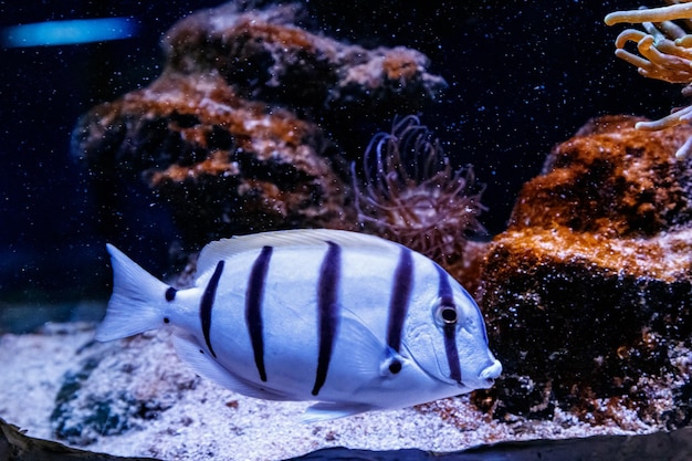 Ryby Chirurg Zebra Acanthurus triostegu