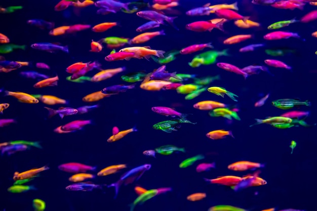 Zdjęcie ryby danio rerio i neonowe korale