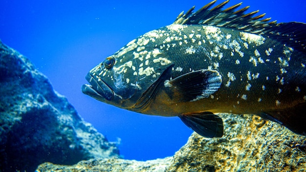 Zdjęcie ryby grouper