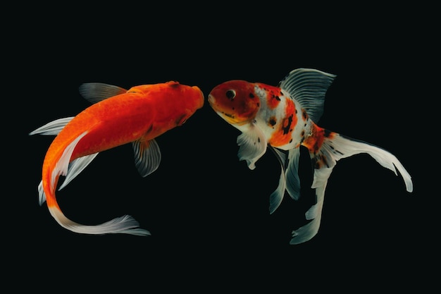 Zdjęcie ryby koi izolowane na czarnym tle złote ryby w akwarium