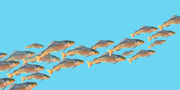 Ryby ławicy akwarela na białym tle na niebieskim tle podwodne tło dla desi morskich lub połowów