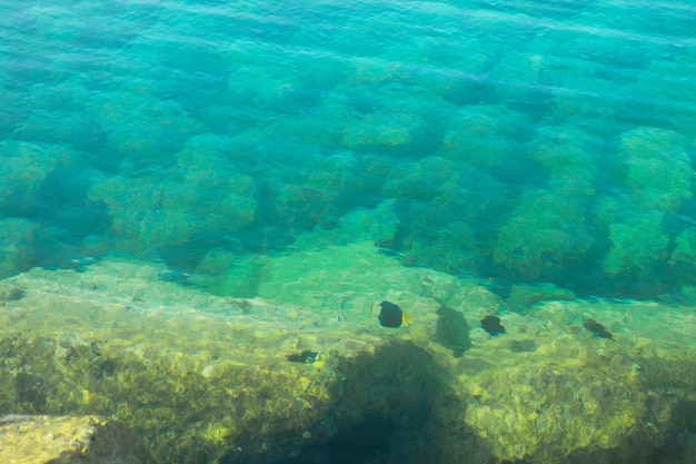 Ryby Morskie W Morzu Czerwonym Półwysep Synaj Egipt Naturalne Tło