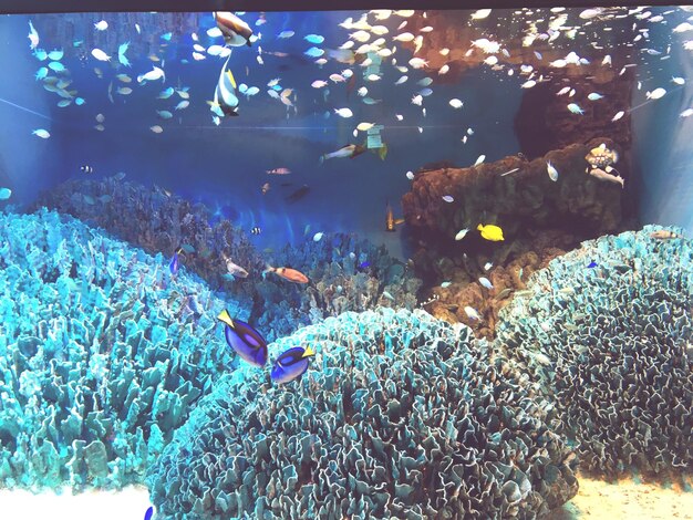 Zdjęcie ryby pływające w akwarium