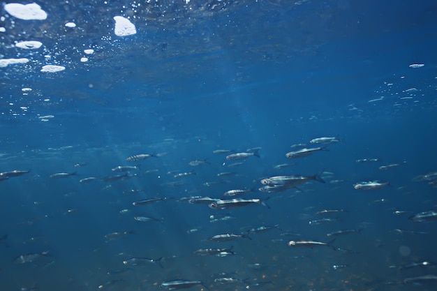 ryby podwodne ławice, abstrakcyjne tło natura morze ocean ekosystem