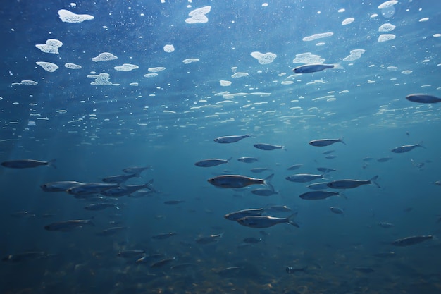 ryby podwodne ławice, abstrakcyjne tło natura morze ocean ekosystem