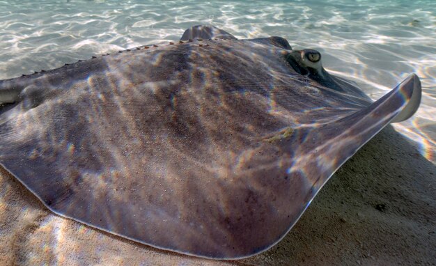 Zdjęcie ryby południowe - hypanus americanus - w płytkich wodach na południowych bimini na bahamach