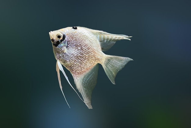 Ryby słodkowodne Pterophyllum scalare
