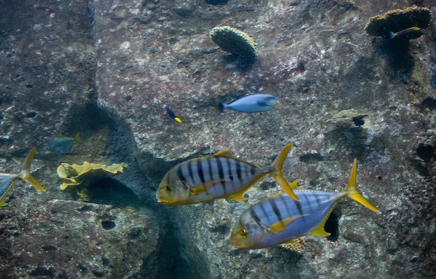 Ryby w akwarium Ryby pływające w akwarium