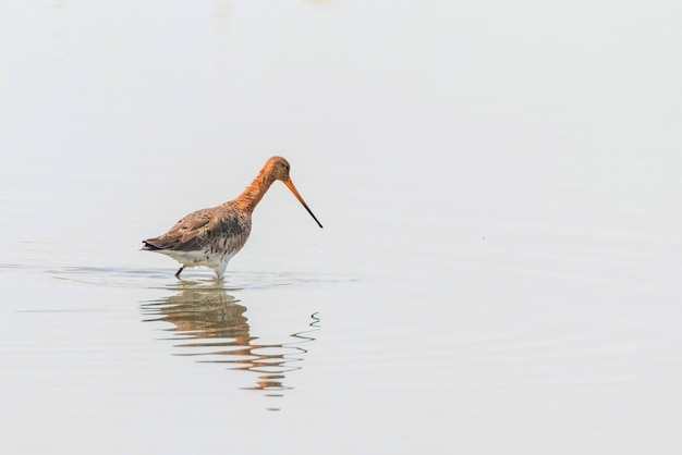 Rycyk czarnoogoniasty (Limosa limosa) Ptak brodzący żeruje w płytkiej wodzie