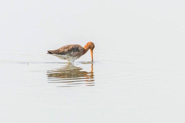 Rycyk czarnoogoniasty (Limosa limosa) Ptak brodzący żeruje w płytkiej wodzie