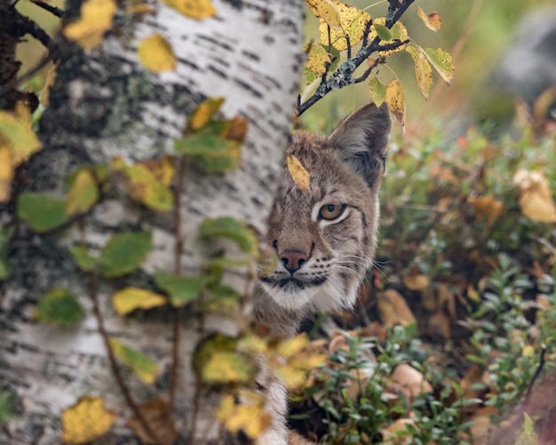 Ryś euroazjatycki - Lynx lynx - dorosłe zwierzę w jesiennej, kolorowej roślinności, spoglądające zza brzozy. Widoczne tylko jedno oko.