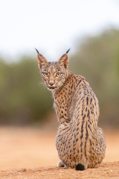 Ryś iberyjski Lynx pardinus Ciudad Real Hiszpania