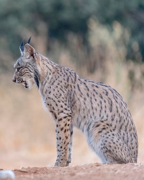 Ryś iberyjski Lynx pardinus Ciudad Real Hiszpania