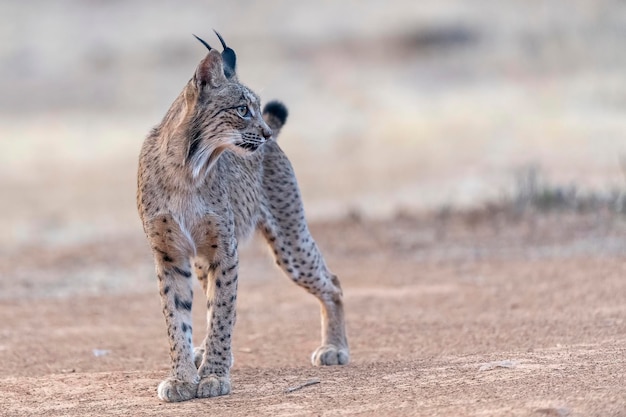 Ryś iberyjski Lynx pardinus Ciudad Real Hiszpania