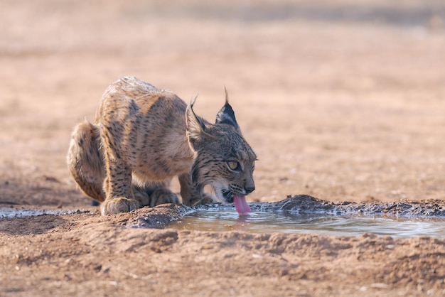 Ryś iberyjski Lynx pardinus pije wodę w upalne letnie popołudnie