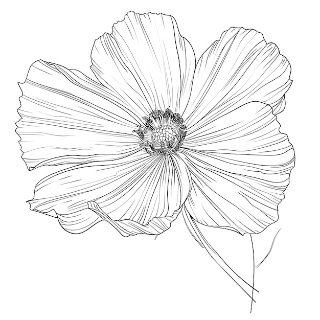 rysunek kwiatu z rysunkiem ołówkiem