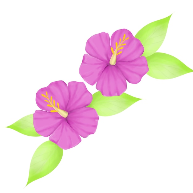 rysunek kwiatu z słowem hibiskus