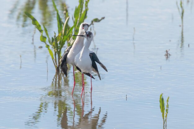 Rytuały godowe i zaloty czarnoskrzydłych szczudlarzy (Himantopus himantopus)