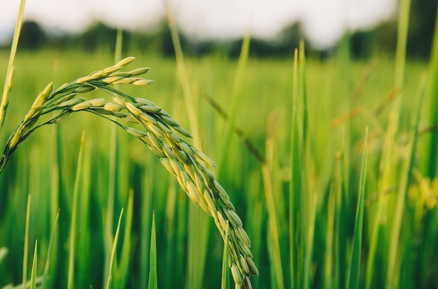 Ryż niełuskany i nasion ryżu w gospodarstwie, pola ryżu organicznego i rolnictwa.