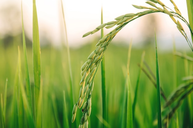 Ryż niełuskany i nasion ryżu w gospodarstwie, pola ryżu organicznego i rolnictwa.