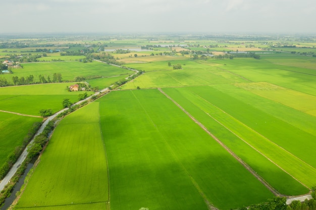 Ryż polny z krajobrazową zieloną naturą