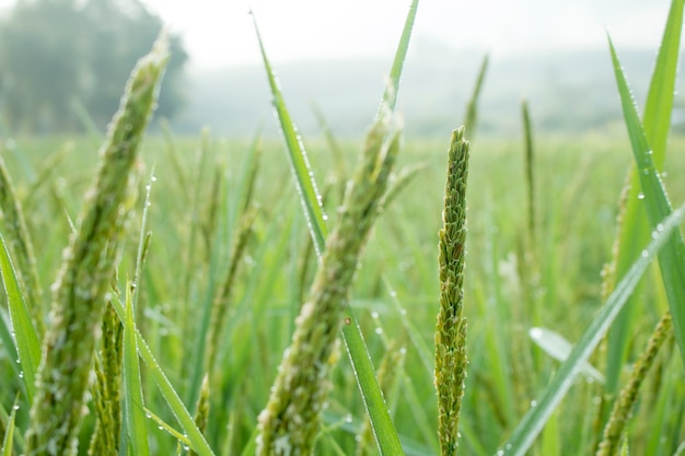 ryż skok w polach ryżowych na jesieni
