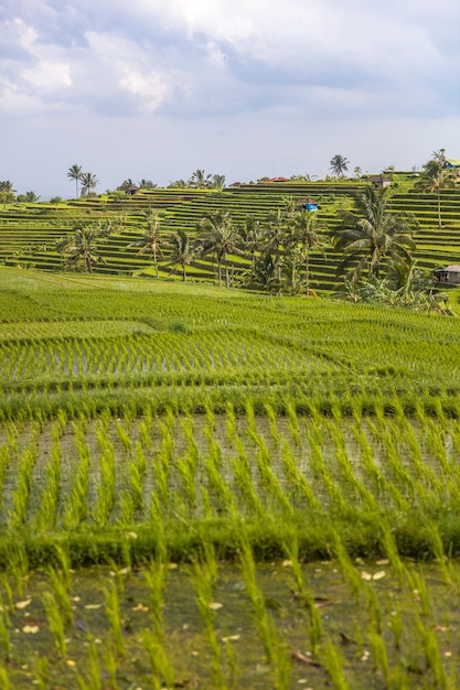 Ryżowe pola Jatiluwih w południowo-wschodniej części Bali