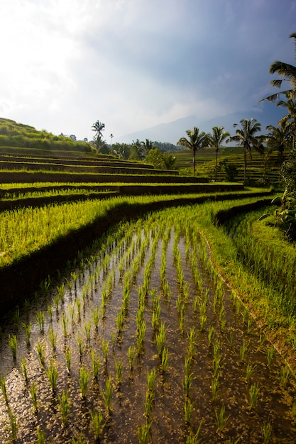 Ryżowe Pola Jatiluwih W Południowo-wschodniej Części Bali