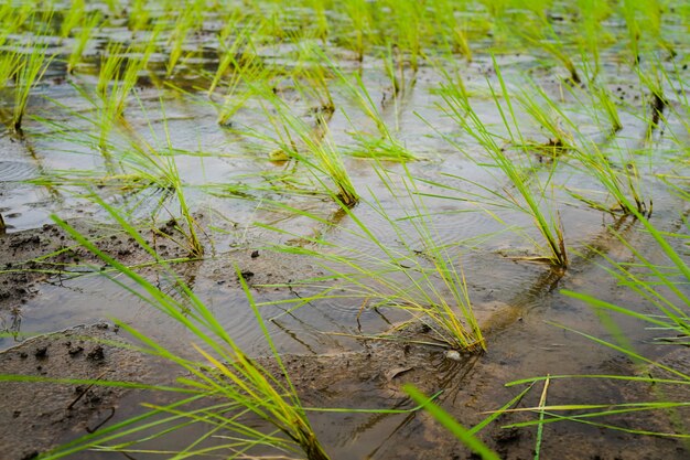 Ryżowe rozsady w mokrym polu.