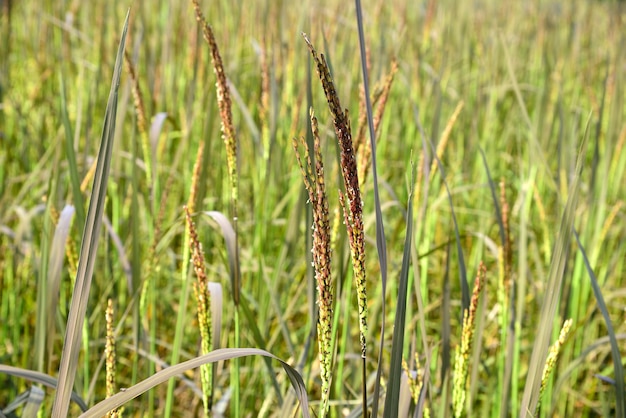 Ryżowy purpurowy dojrzały w gospodarstwie rolnym na zielonym tle
