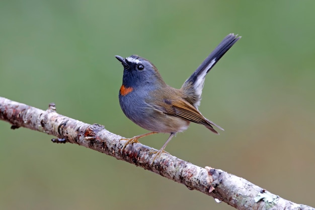 Ryży-gorgeted Flycatcher Ficedula strophiata Beautiful Male Birds of Thailand