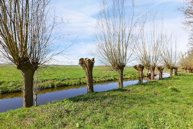 Zdjęcie rząd drzew na trawie w pobliżu rzeki