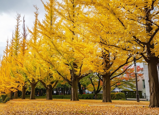 Rząd drzew z żółtymi liśćmi i latarnia uliczna w tle