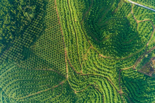 Rząd drzewko palmowe plantaci ogród na wysokiej górze w Phang nga Thailand