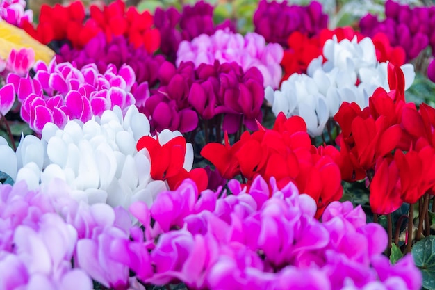 Rząd kolorowych kwiatów Cyclamen persicum