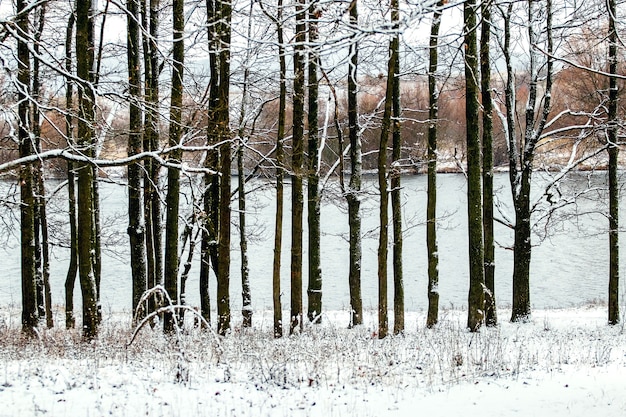 Rząd ośnieżonych drzew nad rzeką, zimowy krajobraz