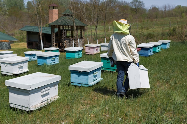 Rząd uli pszczelich w prywatnej pasiece w ogrodzie. Przemysł miodowy.