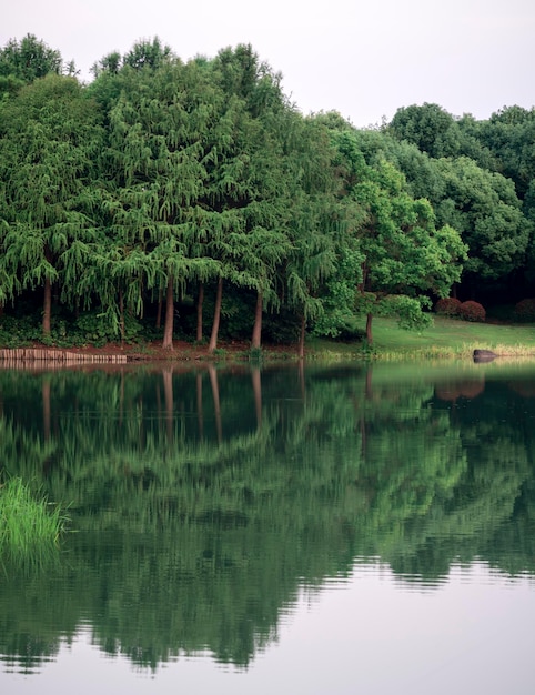 Rząd wysokich drzew nad wodą